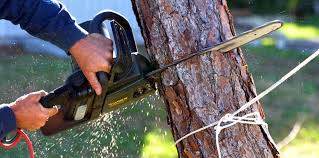 Reliable Ste Genevieve, MO Tree Care  Solutions