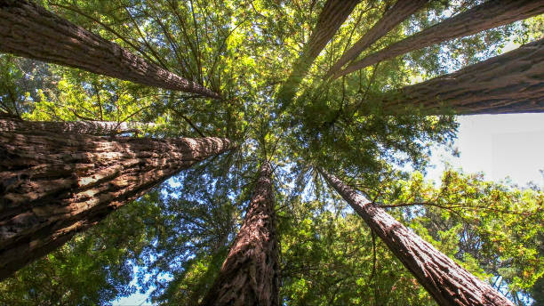 How Our Tree Care Process Works  in  Ste Genevieve, MO