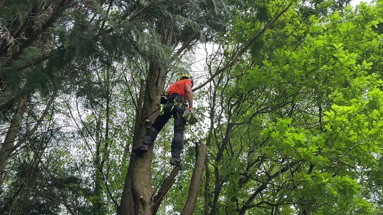 Best Commercial Tree Services  in Ste Genevieve, MO